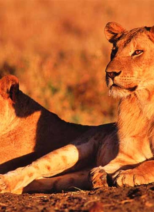 We Provide the Best Safari Experiences