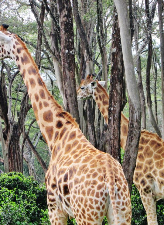 We Provide the Best Safari Experiences