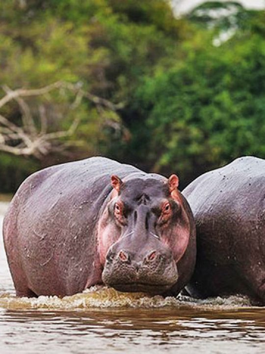 We Provide the Best Safari Experiences