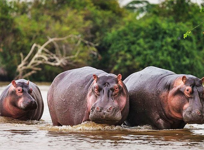 We Provide the Best Safari Experiences