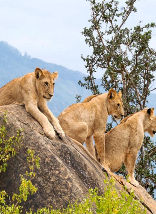 We Provide the Best Safari Experiences