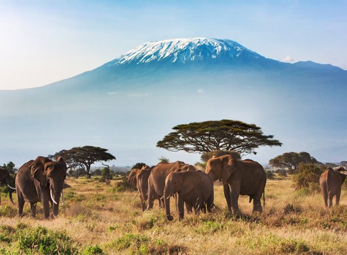 We Provide the Best Safari Experiences