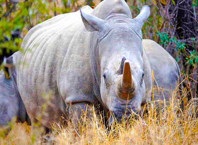 We Provide the Best Safari Experiences