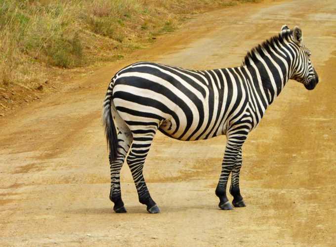 We Provide the Best Safari Experiences