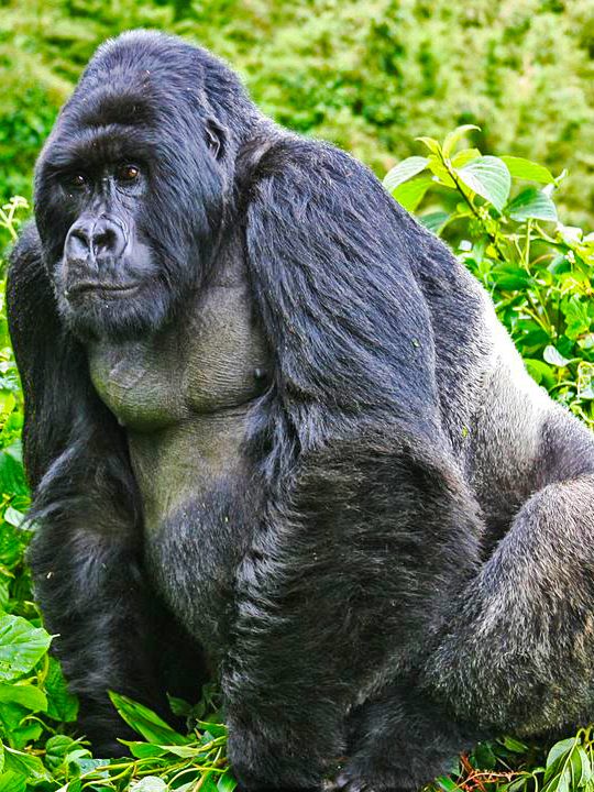 We Provide the Best Safari Experiences