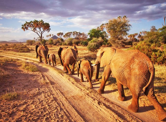 We Provide the Best Safari Experiences