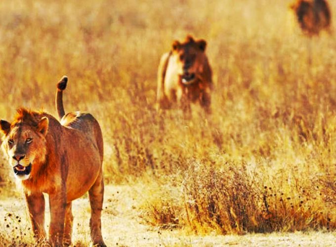 We Provide the Best Safari Experiences